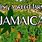 Jamaica Weed Farm