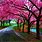 Japan Blossom Tree Wallpaper