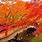 Japan Fall Colors