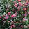 Japanese Camellia Bush