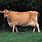 Jersey Cattle Breed