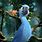 Jewel From Rio 2