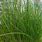 Juncus Grass Plant