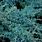 Juniperus Blue
