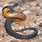 Juvenile Tiger Snake