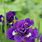 Kaboom Siberian Iris