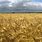 Kansas Wheat Fields