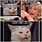 Karen and Cat Memes GIF