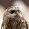 Kauz Owl