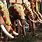 Kerala Elephant Festival