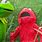 Kermit the Frog and Elmo