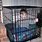 Kid Locked in Cage