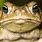 Kill Poison Bufo Toads