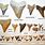 Kinds of Shark Teeth