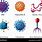 Kinds of Viruses