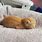 Kitten Loaf