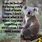 Koala Quotes