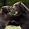 Kodiak Bear Fight