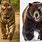 Kodiak Bear vs Tiger
