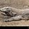 Komodo Dragon Shedding Skin