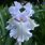 Lace Iris Plant