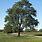 Lacebark Elm Tree