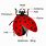 Ladybug Diagram