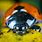 Ladybug Macro Photography