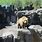 Lake Superior Zoo Animals