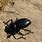 Large Black Bug Beetle