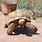 Large Sulcata Tortoise
