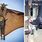 Largest Bat Ever Found