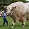 Largest Bull Breed