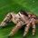 Largest Jumping Spider Species