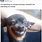 Laughing Chihuahua Meme