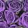 Lavender Rose Color