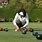 Lawn Bowling Pictures