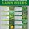 Lawn Weed Types and Names