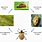 Leaf Beetle Life Cycle