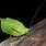 Leafy Katydid