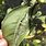 Lemon Tree Diseases and Pests Pictures