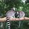 Lemur Chester Zoo