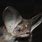 Lesser Long-Eared Bat