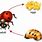 Life Cycle of Ladybug