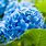 Light Blue Color Flowers