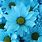 Light Blue Daisy Flower