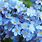 Light Blue Flowers Spring