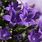 Light Purple Flower Wallpaper