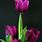 Light Purple Tulips