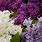 Lilac Bush Colors